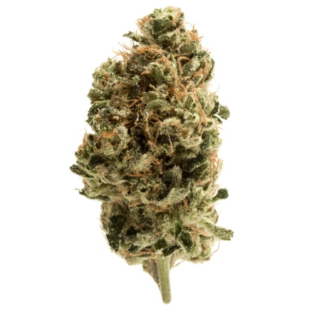 Berry Runtz (Hybrid)