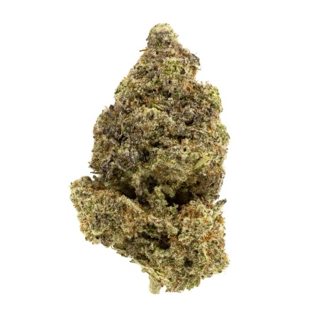 Biscotti (Indica)