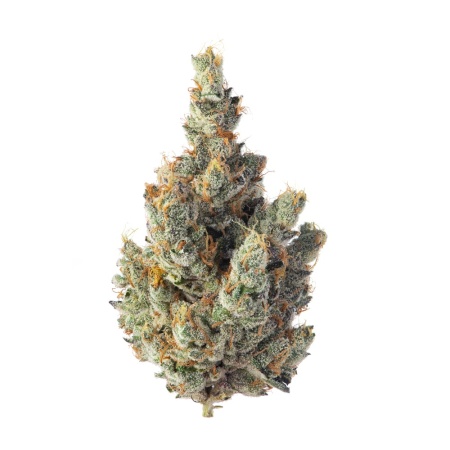 Cherry 7Up (Indica)