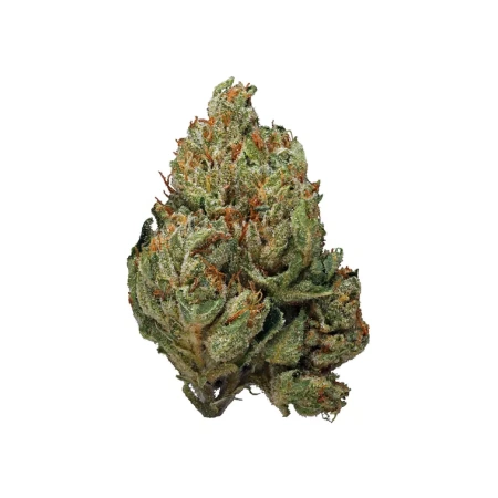 Cherry Warheadz (Hybrid)