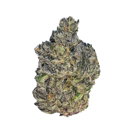 Gelato 41 (Hybrid)