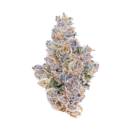 LCG x Slushy (Hybrid)