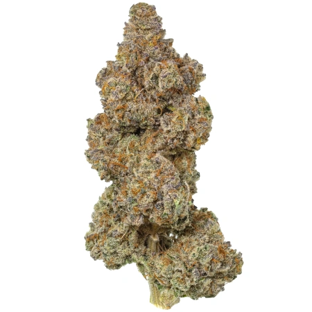 Mac 5 (Sativa)