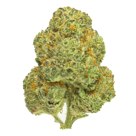 Mangoes (Hybrid)