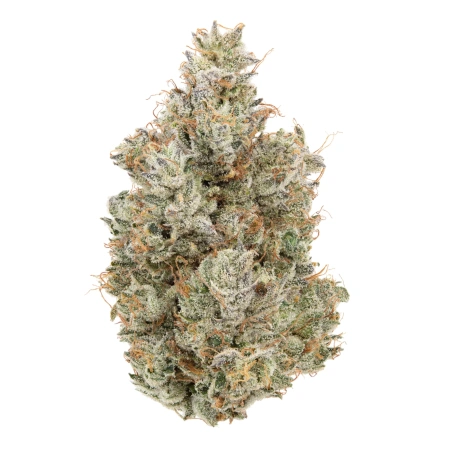 Mimosa (Sativa)