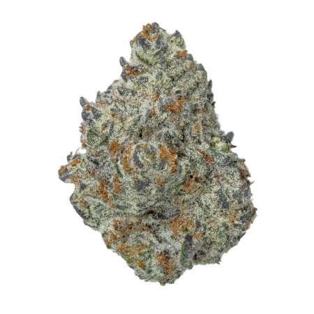 Sherbet Gelato (Indica)