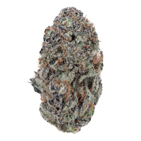 Mimosa (Hybrid)
