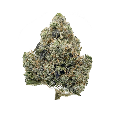 Mr Stinky SMALLS (Hybrid)