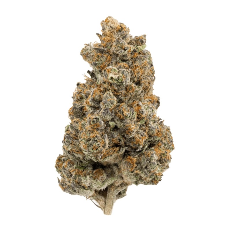 RS 11 (Indica)